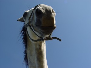 Problem Horse Clinic with Amy in Fort Collins, CO @ Bowers Farm | Fort Collins | Colorado | United States